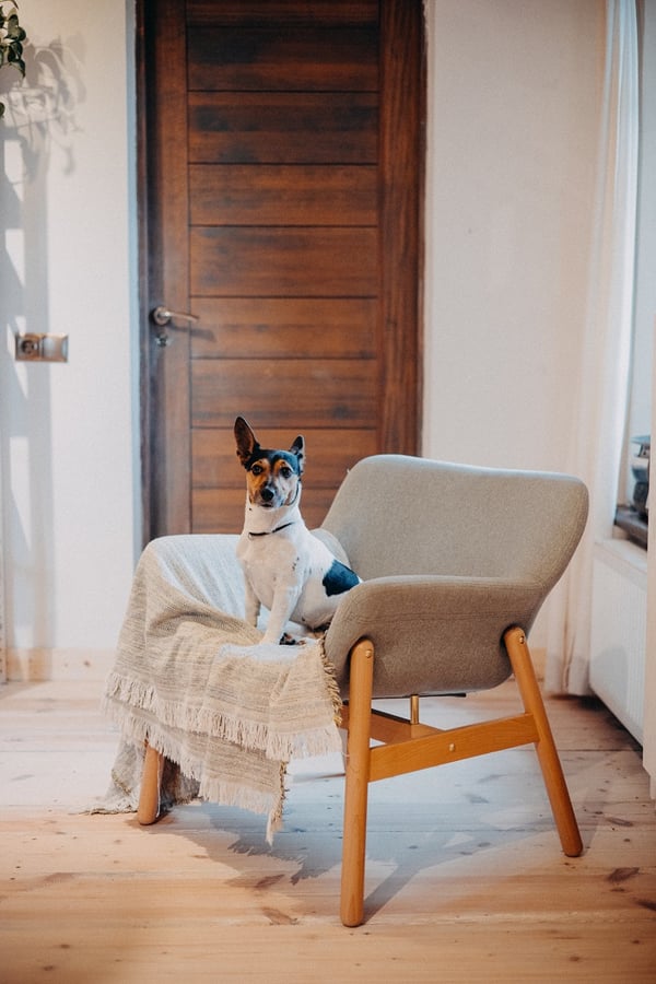 Small dog sitting on a modern armchair covered with a beige throw in a cozy living room.