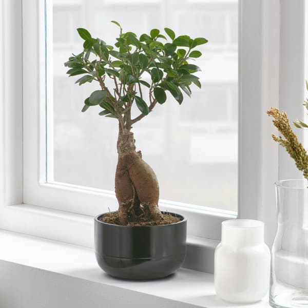 Small ficus bonsai sits on a wooden table in concrete pot