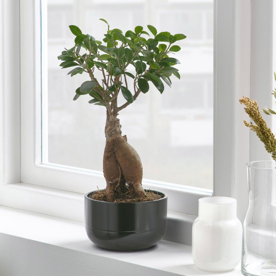 How to care for a ficus Bonsai tree IKEA