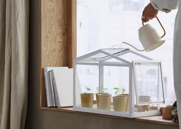 SOCKER-minikasvihuoneessa on lukuisia pistokkaita. Henkilö kastelee niitä kastelukannulla.