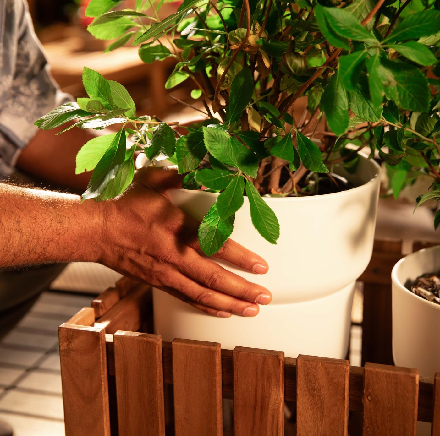 someone holding a plant in a pot