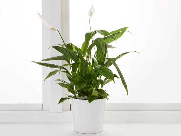 SPATHIPHYLLUM