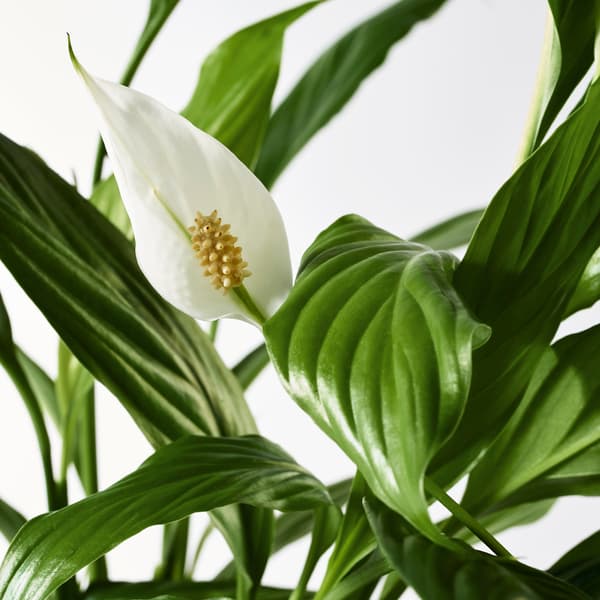 SPATHIPHYLLUM
