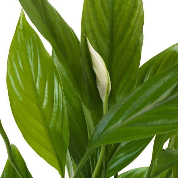 SPATHIPHYLLUM