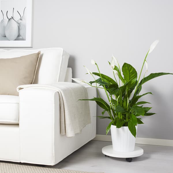 SPATHIPHYLLUM
