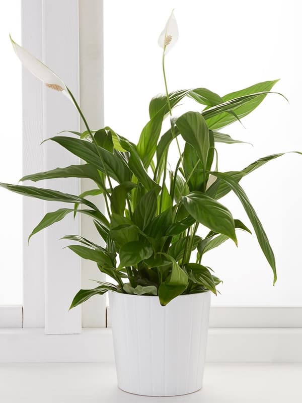 SPATHIPHYLLUM