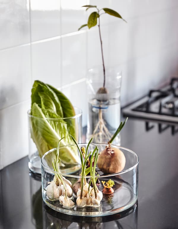 Sprouting garlic and onions sit in a glass cylinder, a wilting head of lettuce sits in a glass vase with some water, and an avocado seed is sprouting in a plastic container.
