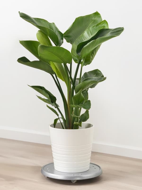 STRELITZIA