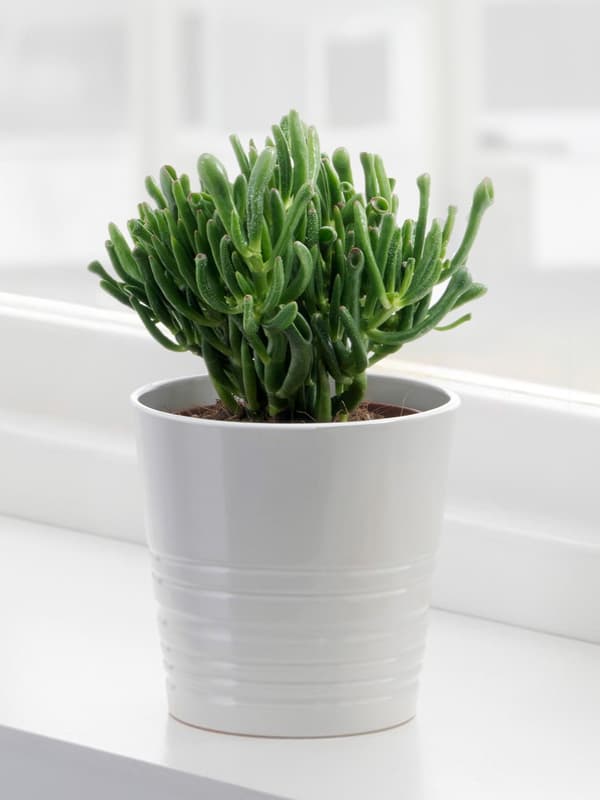 SUCCULENT