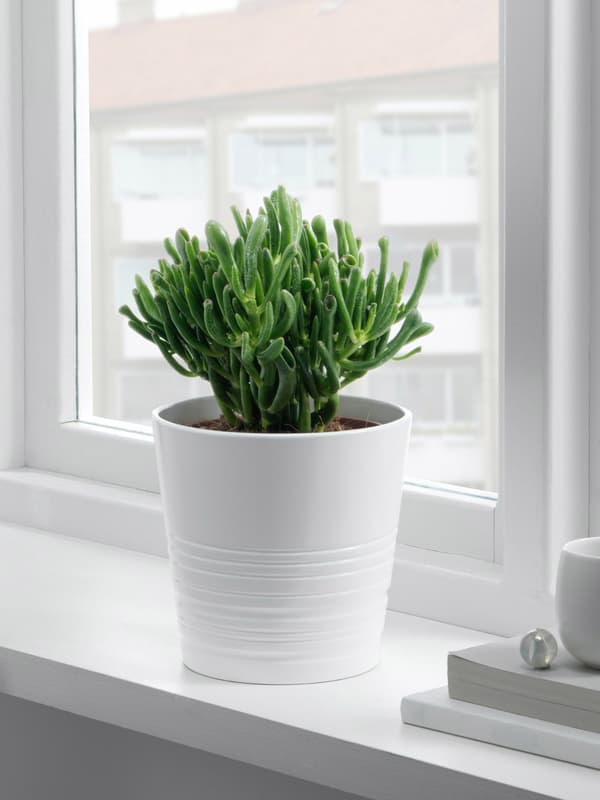 Succulent