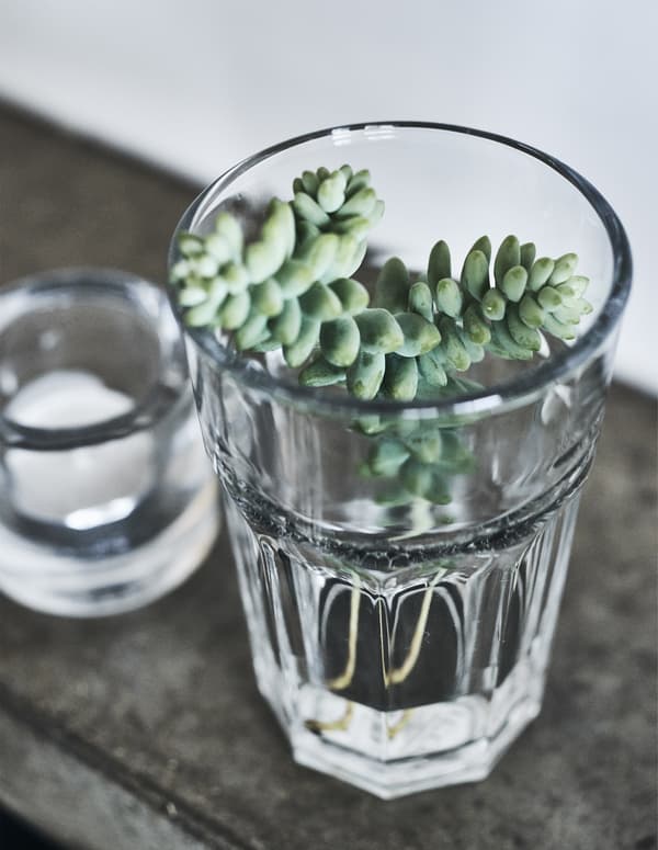 Succulent cuttings in a glass.