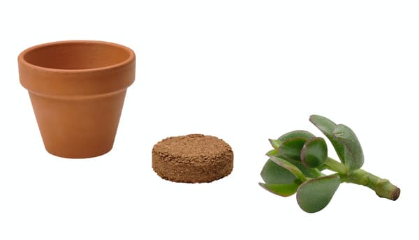 Succulent growing set