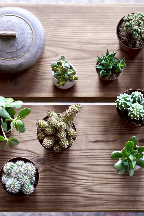 SUCCULENT Pflanze, versch. Arten