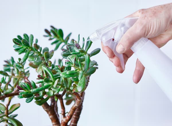 Succulente en train d’être vaporisée avec de l’eau.