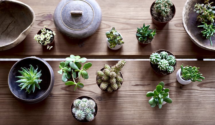 Ratgeber Indoor-Gärten: Tipps für Zimmergärten - IKEA Schweiz