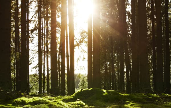Sunlight breaking through trees in a pine forest.