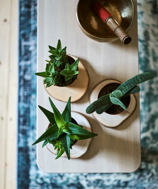 Sur un tapis d’Orient bleu, un banc en bois avec trois petites plantes grasses en pot sur des sous-verres en bois, à côté d’un bol chantant en laiton.