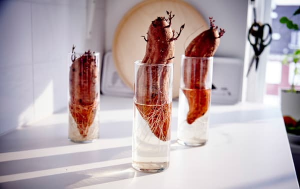 Sweet potatoes left in a glass for 3 weeks.