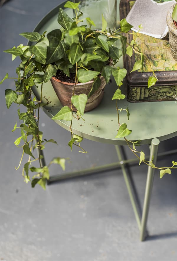 Table-plateau avec plante et accessoires décoratifs.