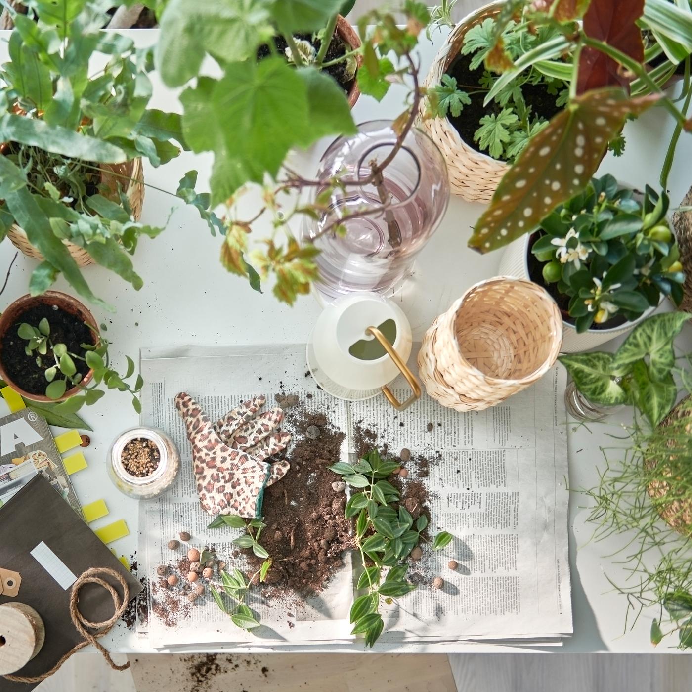 Table préparée pour le rempotage, de nombreuses plantes vertes en pots, un arrosoir VATTENKRASSE et de la terre sur des journaux.