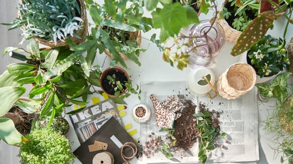 Table préparée pour le rempotage des plantes, nombreuses plantes vertes en pots, catalogue IKEA et terreau sur des feuilles de journal.