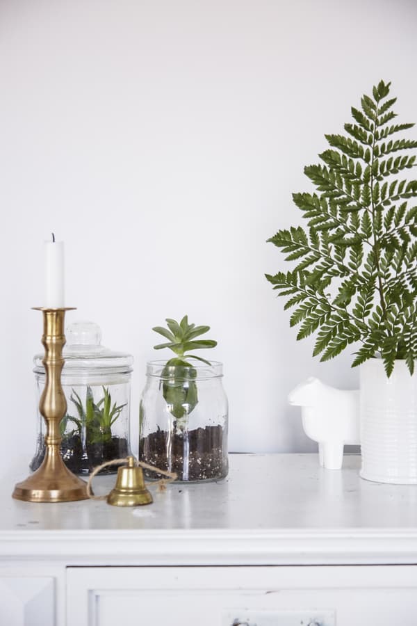 Take cuttings to grow new plants.