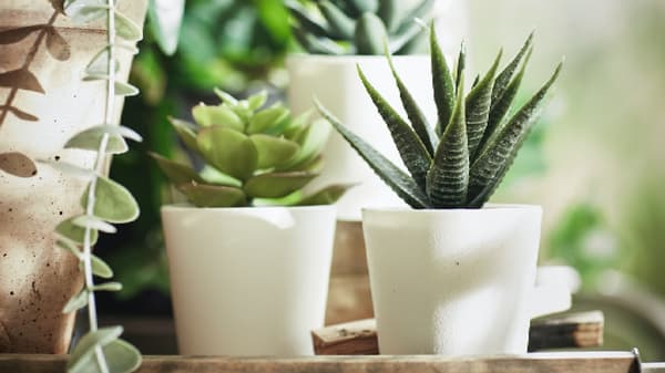 Take your home to the next level with our wide range of artificial plants & flowers. They never wilt, look fresh year after year, and help boost your mood and happiness.