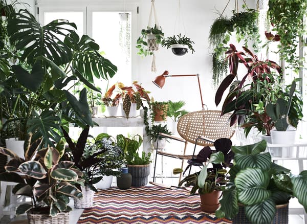 Tapis, lampe et chaise, encadrés par beaucoup de plantes.
