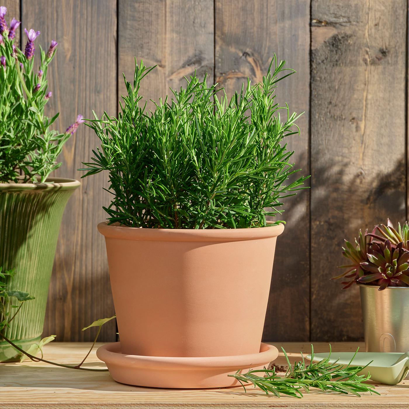 Terrakottakruka med rosmarinplanta på solbelyst utebord. 
