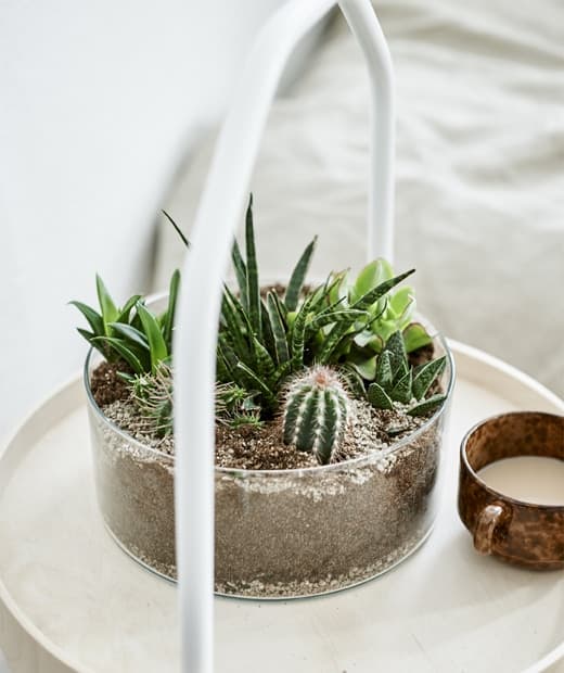 Terrárium kaktuszokkal és pozsgásokkal a beltéri kertért