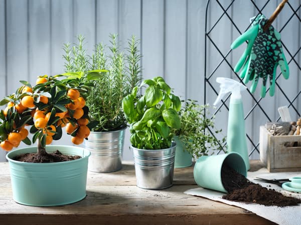 Testos con plantas e material de xardinería sobre unha mesa