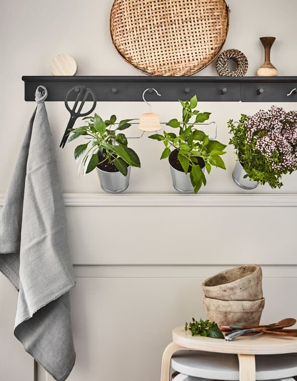 Testos con plantas suxeitos con pinzas a unha percha para pantalóns colgada nun colgadoiro de parede negro.