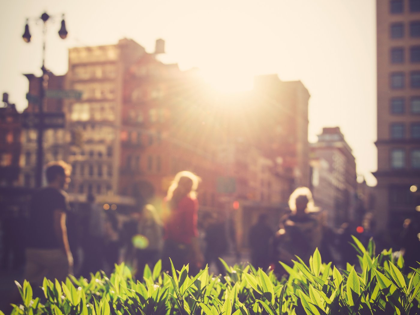 تغرب الشمس خلف أحد المباني في شارع مليء بالمشاة. وفي المقدمة تظهر أوراق شجيرة صغيرة مضاءة بأشعة الشمس.