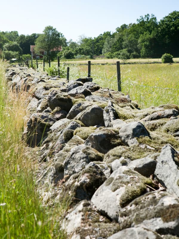 The sun shining on a long low, lichen-covered stone wall that runs through a field in the Swedish province of Småland.