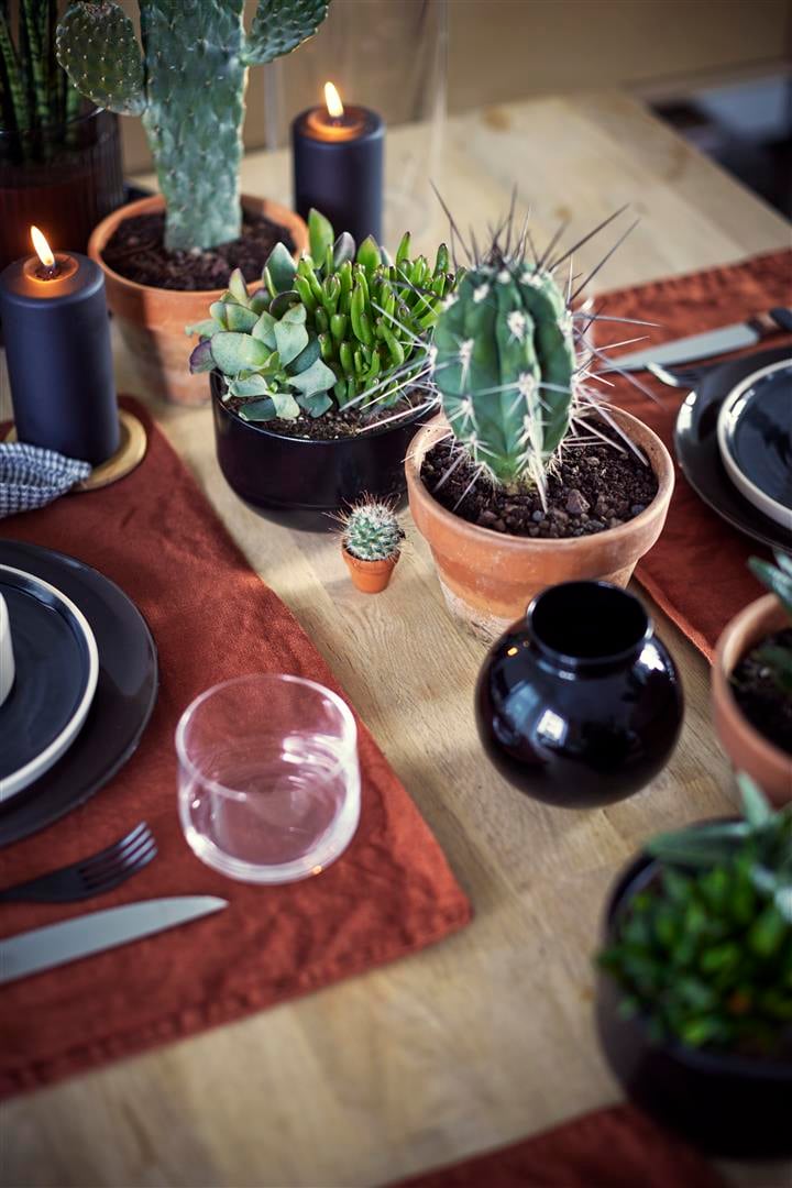 Three cacti on a wooden table