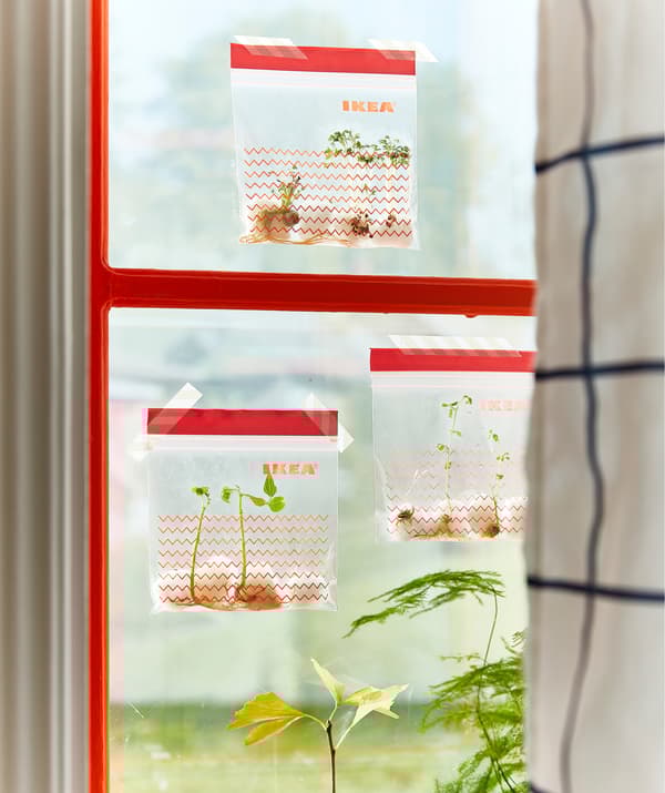 Three ISTAD patterned plastic bags filled with sprouting seedlings taped to a window.