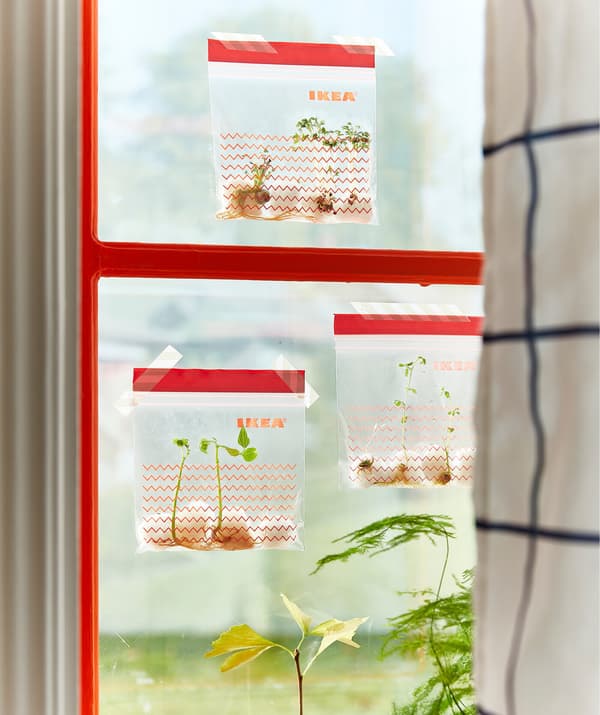 Three plastic bags with red decorative prints taped to a window and filled with sprouting seeds.