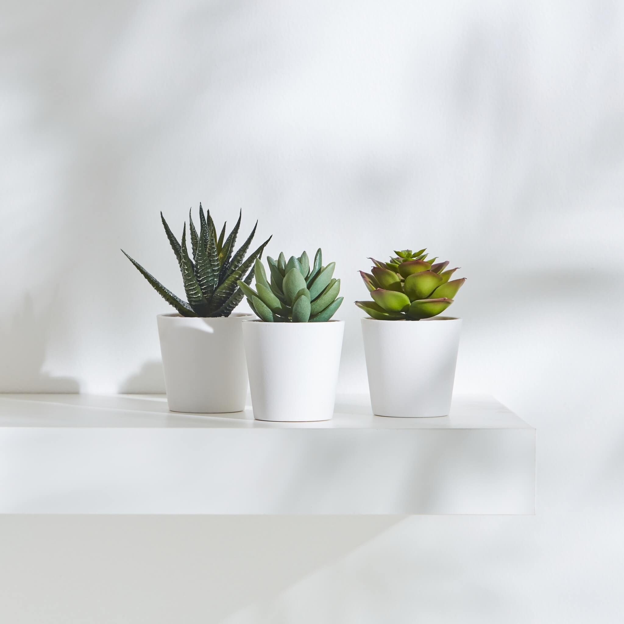 Three small potted succulents on a white shelf beside a stack of books in a bright, minimal space.