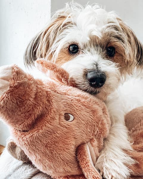 Tibeti terrier egy malac plüssel.