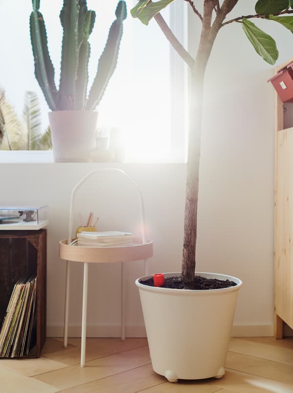 Tingkap yang disinari cahaya matahari dengan pokok kaktus dan pasu pokok IKEA PS FEJÖ berwarna putih yang besar dengan pokok ara terletak di atas lantai.