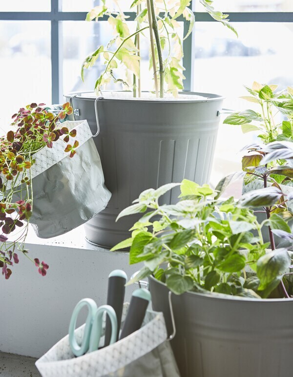 Topfpflanzen auf einem Fensterbrett.