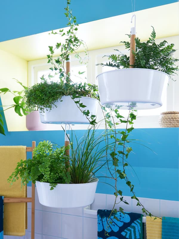 Tre portavasi pensile con piante. Nella stanza c'è una parete colorata e accanto una scala porta asciugamani in legno.