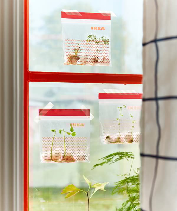 Três sacos de plástico ISTAD com impressão decorativa em vermelho, presos com fita-cola a uma janela e com sementes a germinar no interior.