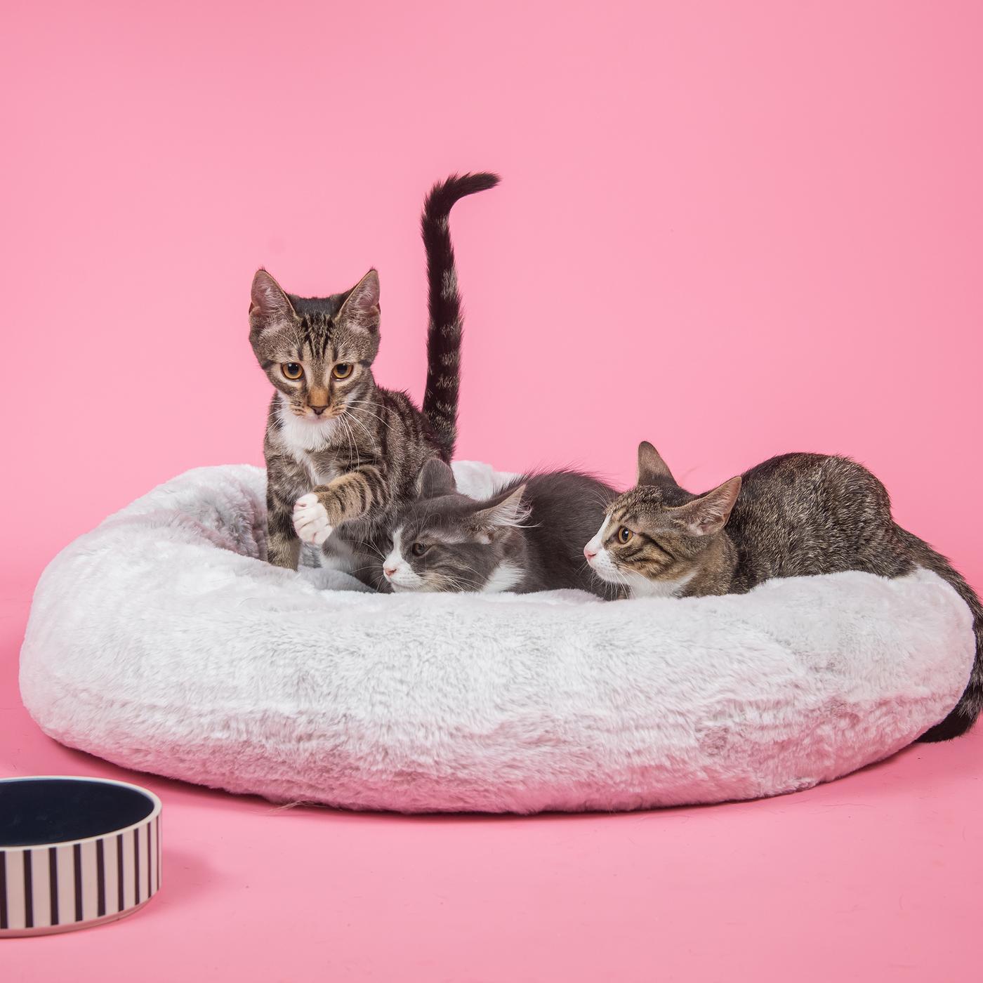 Tri mačke na velikom belom okruglom krevetu za kućne ljubimce, na roze pozadini.