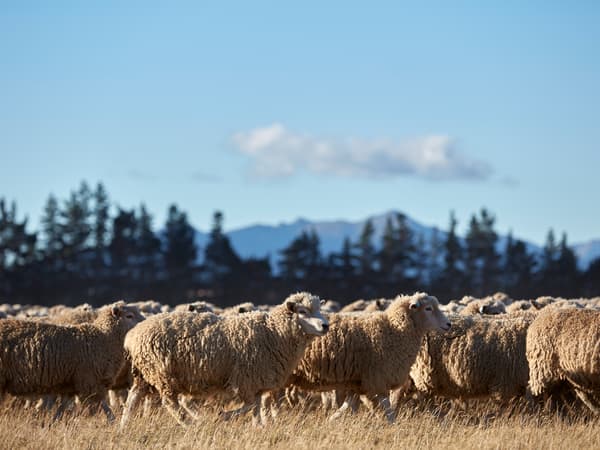 Troupeau de moutons non tondus au champ par une journée ensoleillée, sur fond d’arbres, de montagnes et de nuages.