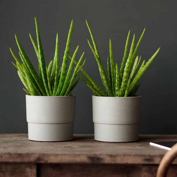Two aloe vera plants in light grey pots.