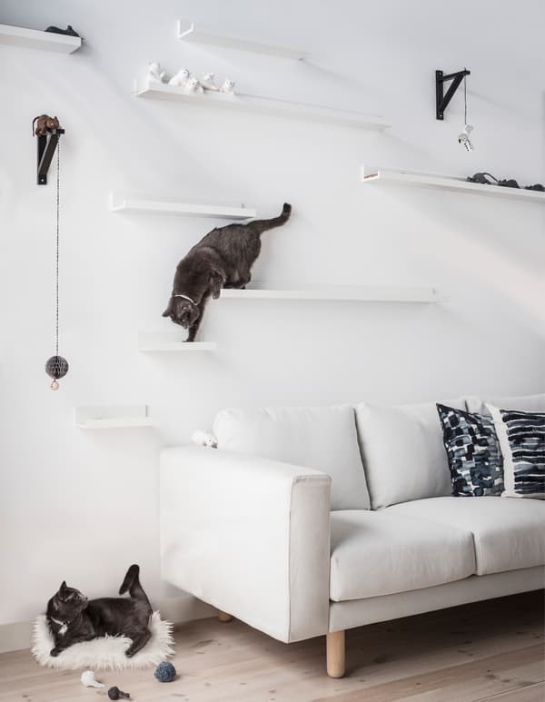 Two cats hanging out on DIY cat shelves made using IKEA MOSSLANDA picture ledges at different distances and heights above a sofa