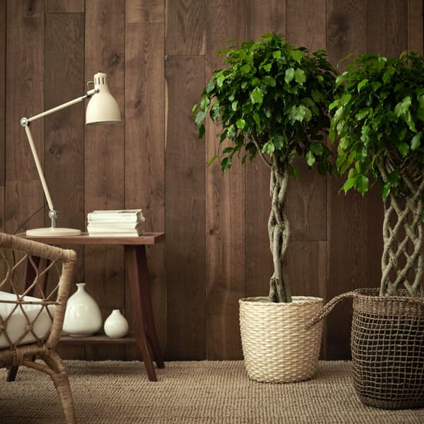 Two ficus benjamina plants sit in large pots, they have twisted and woven trunks. 