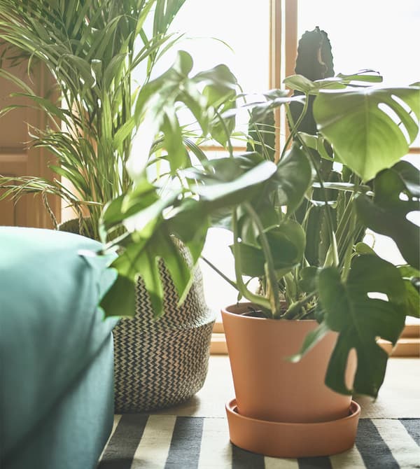 Two large, potted plants sit on the floor in front of a window.