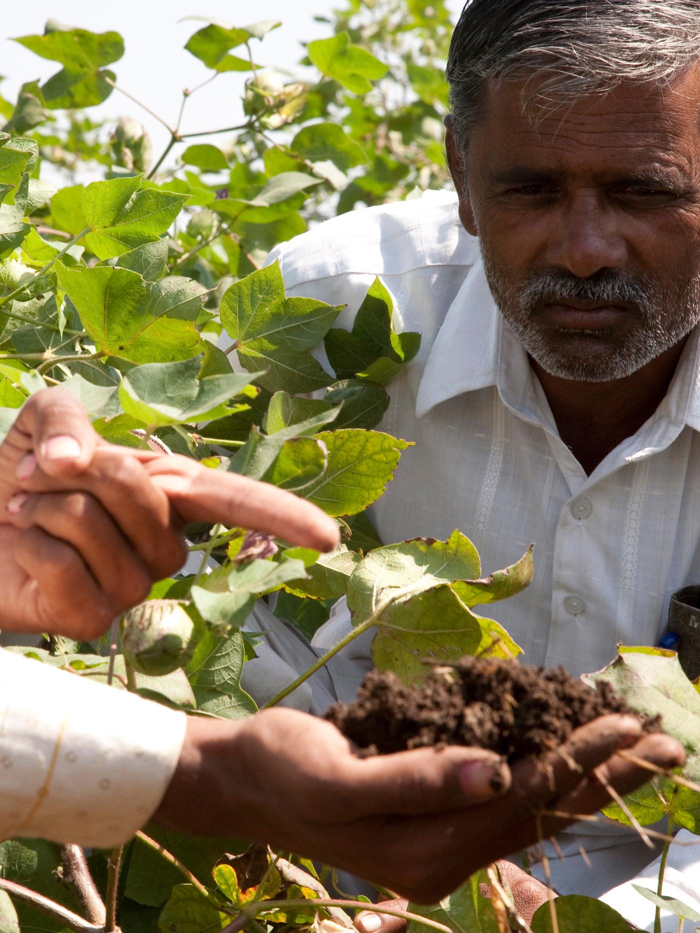Two men with shirts standing in the middle of lush, green cotton plants are carefully inspecting a handful of soil.